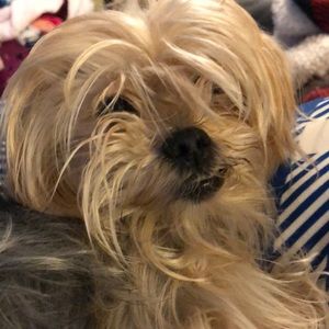 Meet your Posher, Amanda